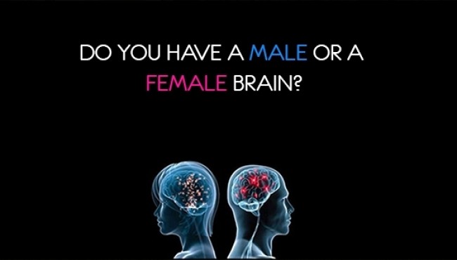 Do you have a male or a female brain?